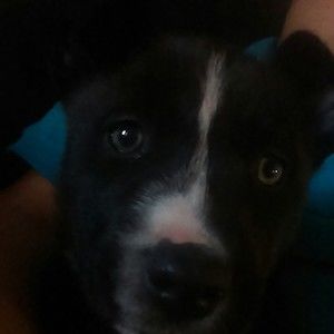 Meet your Posher, Luis